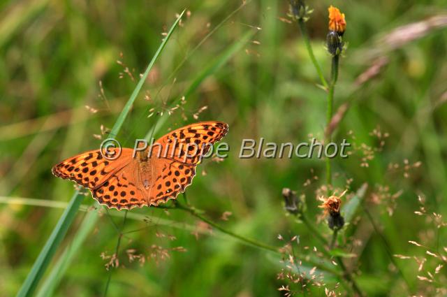 argynnis paphia.JPG - Argynnis paphiaTabac d'EspagneSilver-washed FritillaryLepidoptera, NymphalidaeFrance